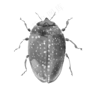 水墨水彩臭屁虫