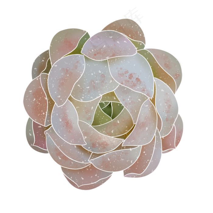 春季水彩植物多肉