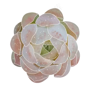 春季水彩植物多肉