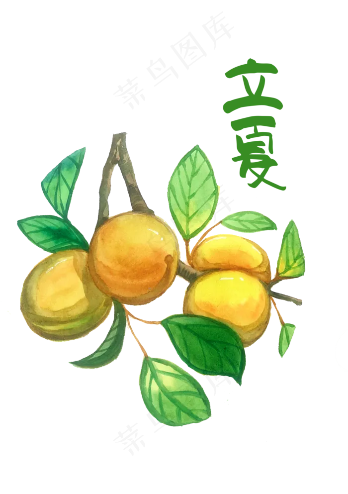 立夏二十四节气黄色柠檬水果节气,免抠元素(1748X2480(DPI:300))psd模版下载
