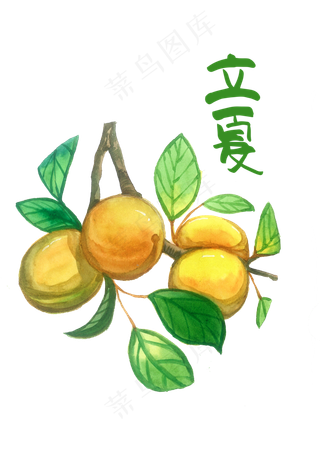 立夏二十四节气黄色柠檬水果节气,免抠元素