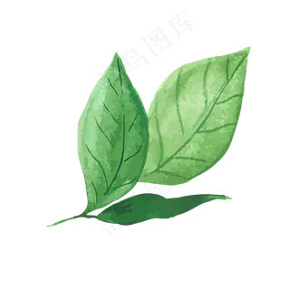 水彩叶子