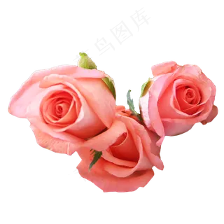 粉色玫瑰