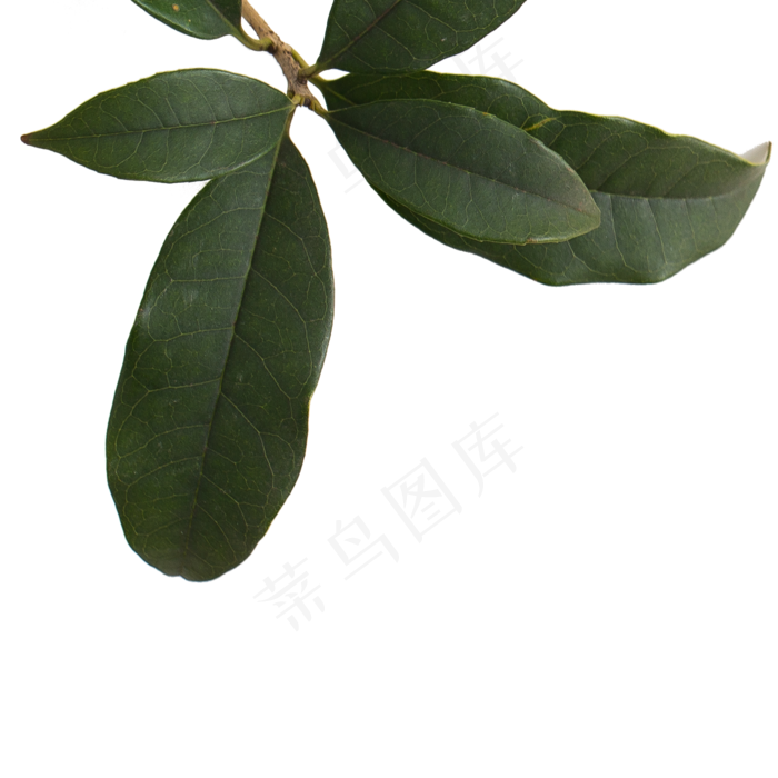 绿色的植物叶子枝叶