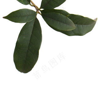 绿色的植物叶子枝叶