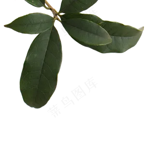 绿色的植物叶子枝叶