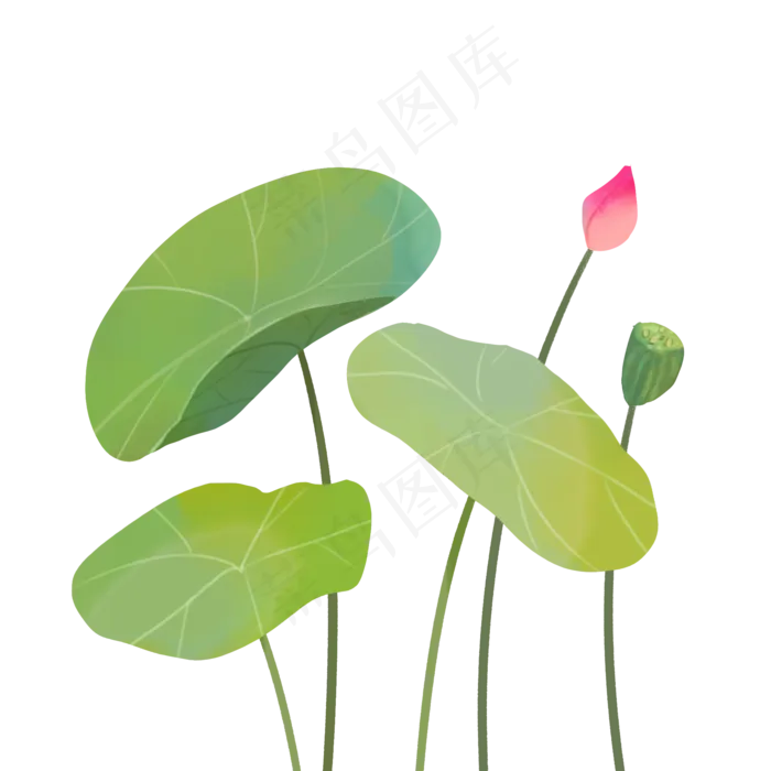 夏天绿色荷花荷叶莲蓬PNG(2000X2000(DPI:72))psd模版下载