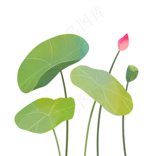 夏天绿色荷花荷叶莲蓬PNG