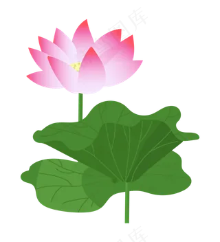 一朵粉色荷花插图