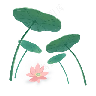 夏季的荷花和荷叶