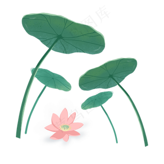 夏季的荷花和荷叶
