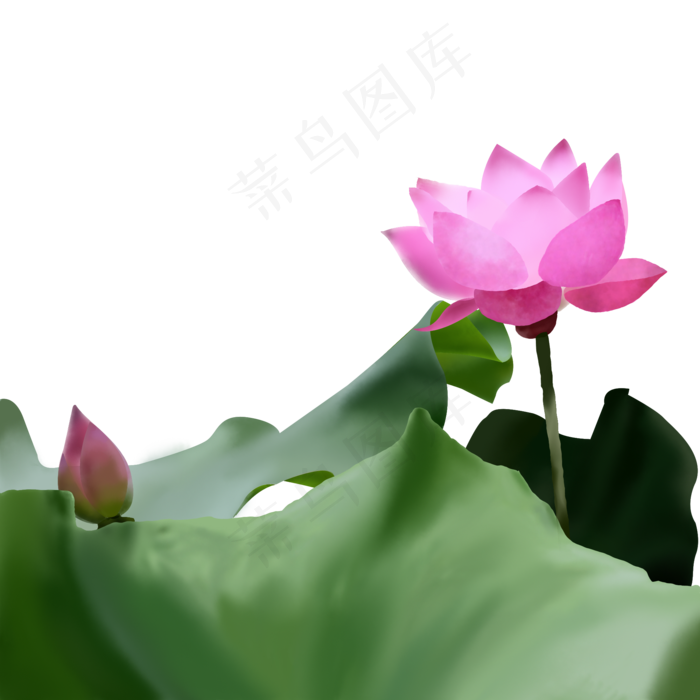 手绘写实荷花(2000X2000(DPI:72))psd模版下载