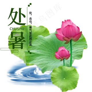 处暑荷花荷叶节气