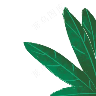 几片漂亮的卵形叶子