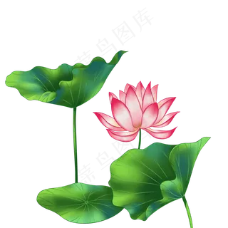 春季荷花莲花一株莲花三大叶子