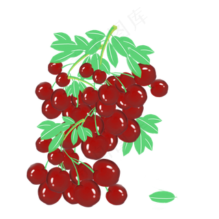手绘水果樱桃车厘子采摘新鲜