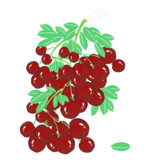 手绘水果樱桃车厘子采摘新鲜