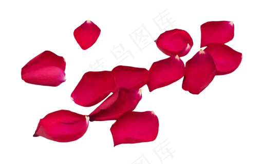 散落红玫瑰花瓣