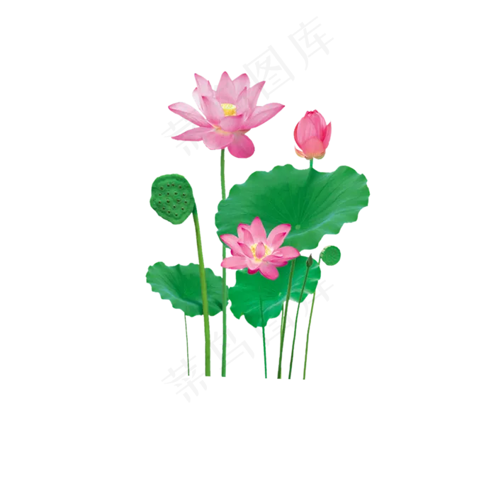 荷花荷叶莲子图案(2000X2000(DPI:300))psd模版下载