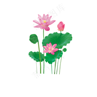 荷花荷叶莲子图案