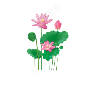 荷花荷叶莲子图案