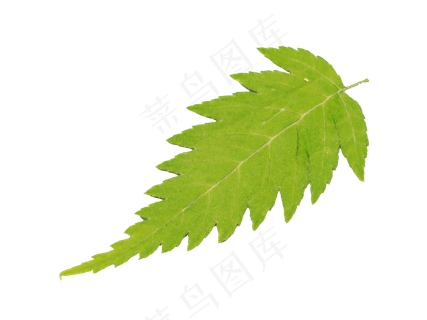 绿色树叶叶子