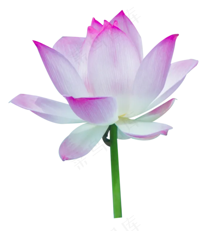 荷花粉色(1546X1705(DPI:300))psd模版下载