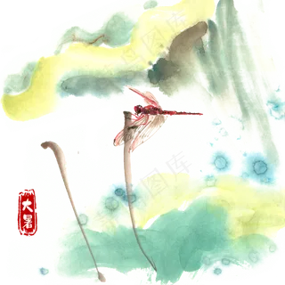 大暑荷叶与红蜻蜓