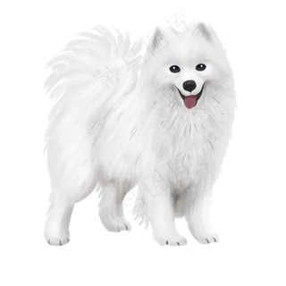 宠物狗萨摩耶动物萌,免抠元素