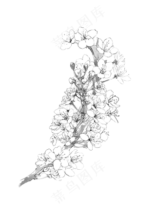 樱花梨花诗歌插图水墨黑白线稿上