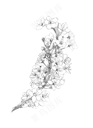 樱花梨花诗歌插图水墨黑白线稿上