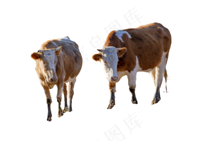 牛小河和草场,免抠元素