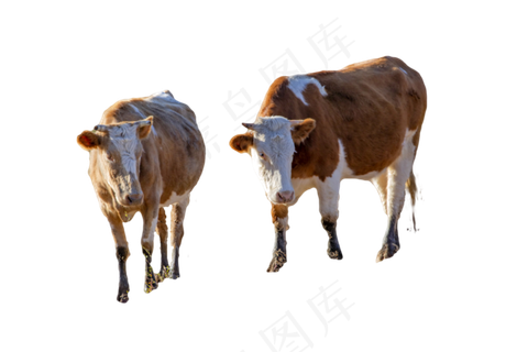 牛小河和草场,免抠元素