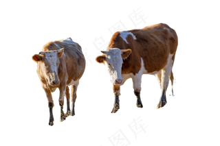 牛小河和草场,免抠元素