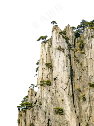 悬崖峭壁上顽强的松树,免抠元素