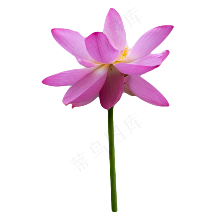 亭亭玉立的荷花(1058X1058(DPI:300))psd模版下载