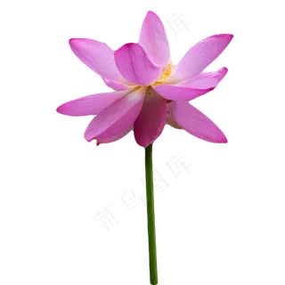 亭亭玉立的荷花