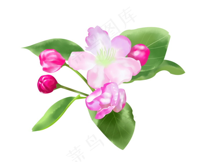 粉色荷花(2500X2000(DPI:100))psd模版下载