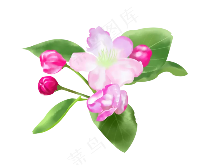 粉色荷花(2500X2000(DPI:100))psd模版下载