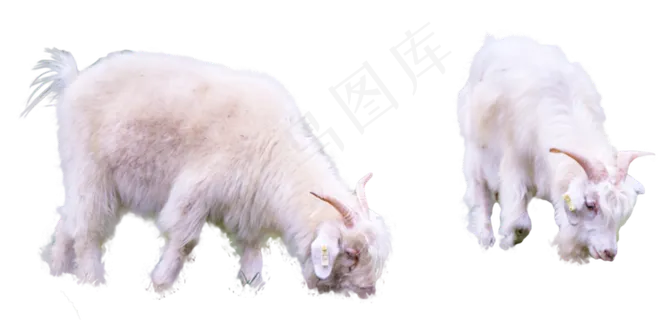 呼和浩特草原上的羊,免抠元素