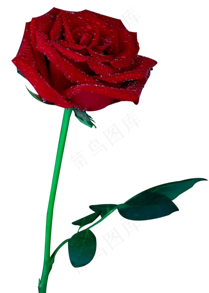 一只红玫瑰(3106X4344(DPI:120))psd模版下载