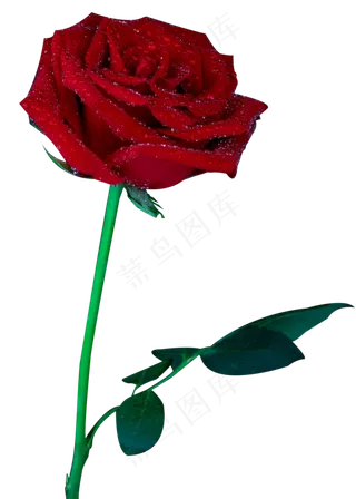 一只红玫瑰
