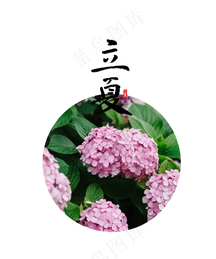立夏节气绣球花(2500X3000(DPI:300))psd模版下载