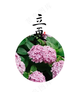 立夏节气绣球花