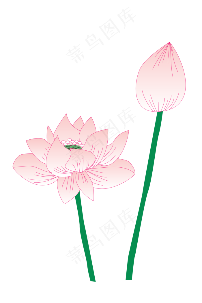 粉色荷花花苞插画