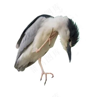 夜鹭鸟动物,免抠元素
