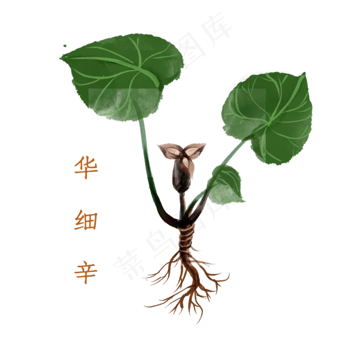 水彩中药材华细辛(2000X2000(DPI:300))psd模版下载