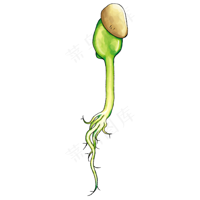豆芽种子萌芽根茎绿色