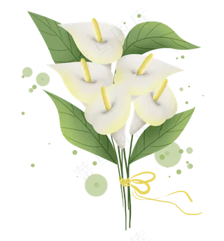 白色马蹄莲花束,免抠元素
