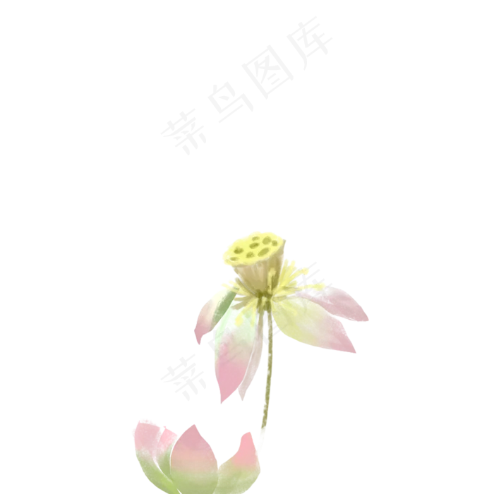 漂亮的荷花免抠图(2000X2000(DPI:300))psd模版下载